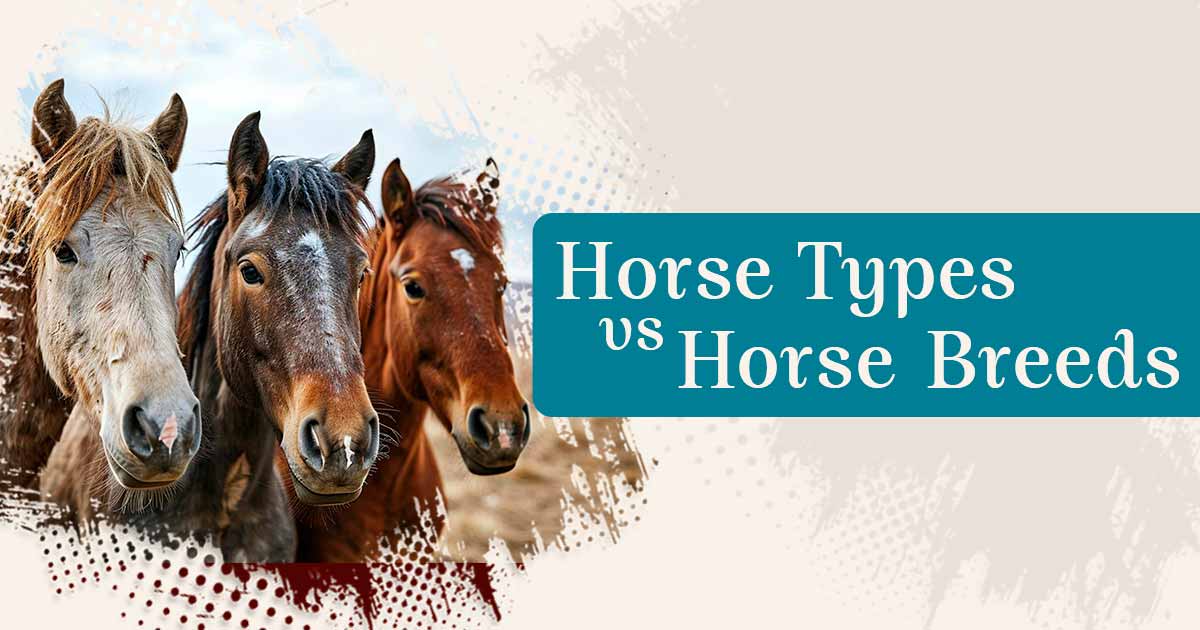 The Ultimate Guide to Different Horse Types and Breeds