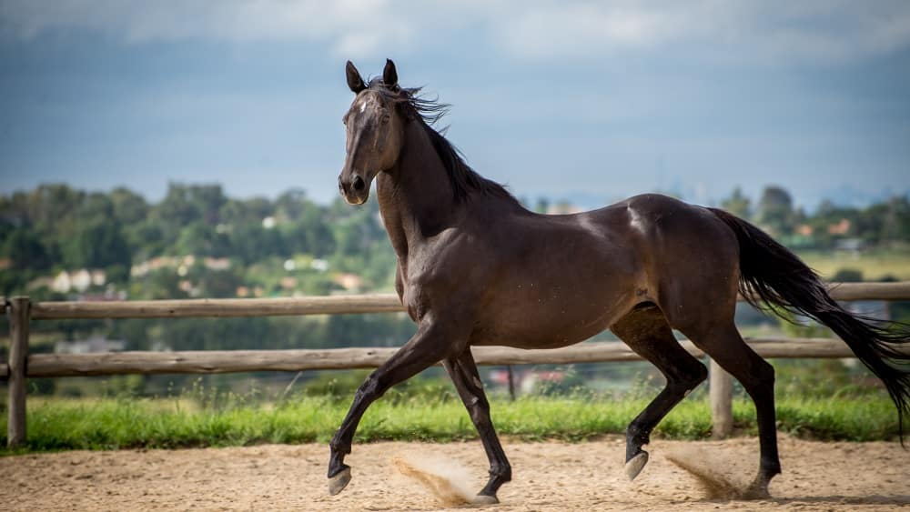 Capricorn (December 22 – January 19): The Ambitious Thoroughbred