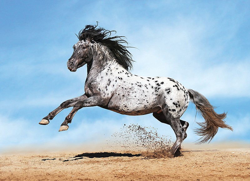 Aquarius (January 20 – February 18): The Unique Appaloosa