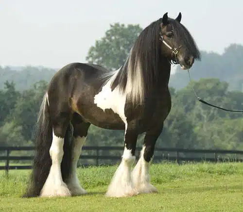 Pisces (February 19 – March 20): The Dreamy Gypsy Vanner