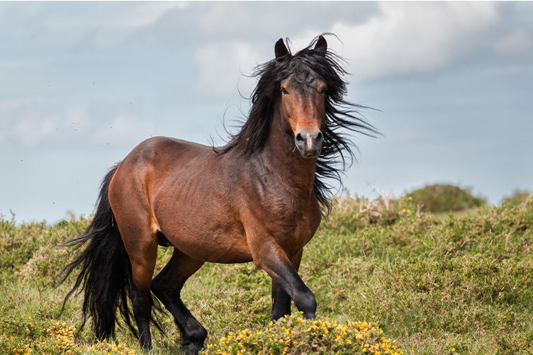 Aries (March 21 – April 19): The Bold Mustang