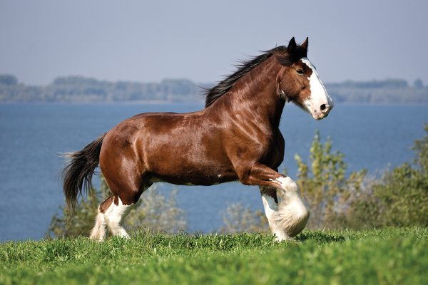 Taurus (April 20 – May 20): The Steady Clydesdale