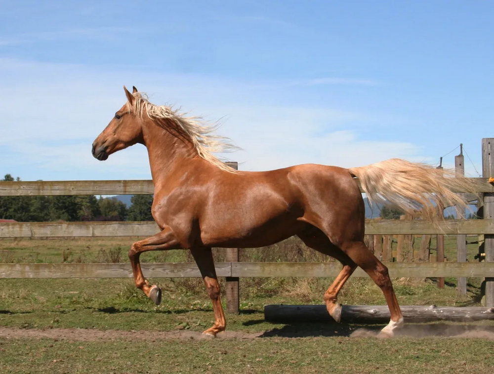 Gemini (May 21 – June 20): The Versatile American Saddlebred