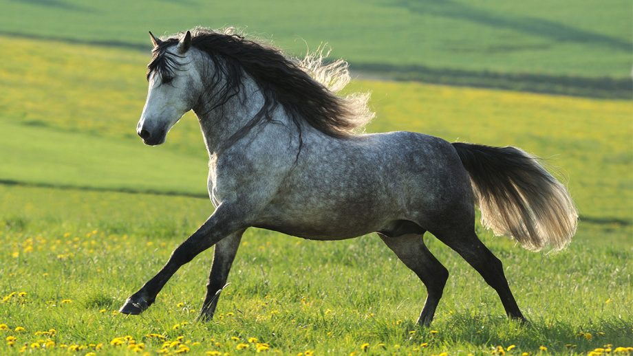 Virgo (August 23 – September 22): The Precise Andalusian