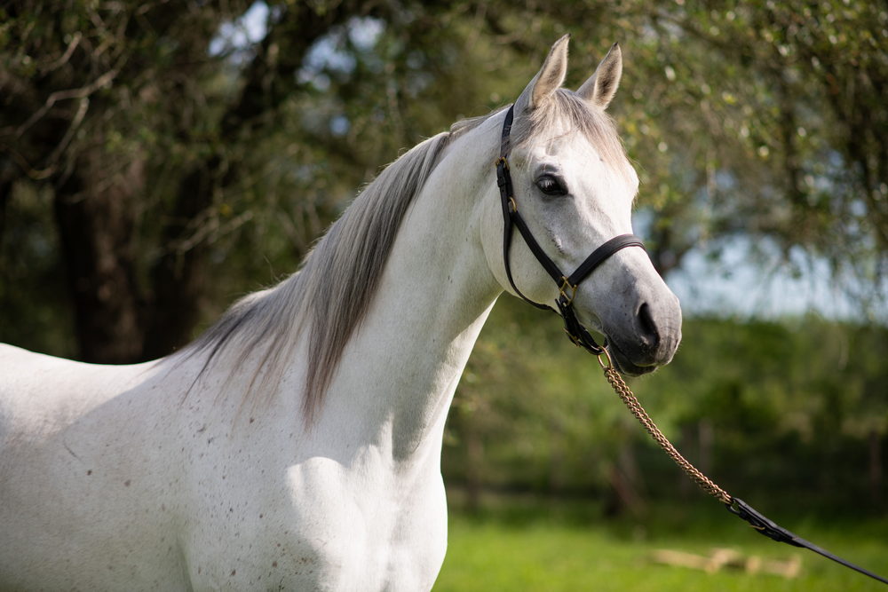 Scorpio (October 23 – November 21): The Mysterious Arabian